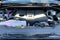 2026 Toyota Tundra 4WD Limited