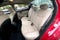 2015 Hyundai Elantra Sport